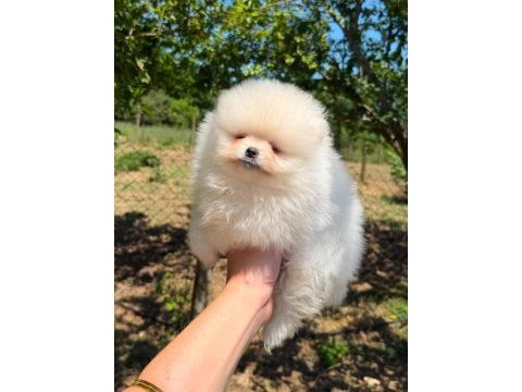 Sağlık ve ırk garantili pomeranian boo