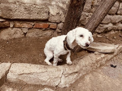 1 yaşında uslu terrier kızımızı sahiplendiriyoruz