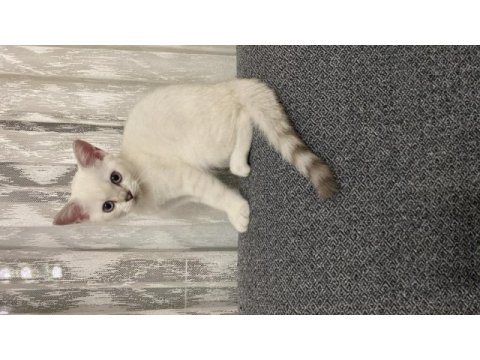 Safkan british longhair dişi yavrusu