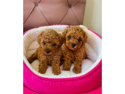 Wc eğitimli tüy dökmeyen akıllı poodle bebeklerim