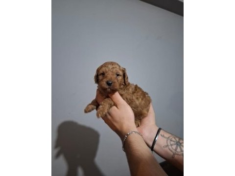 Oyuncaktan farksız poodle