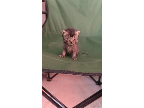 British shorthair