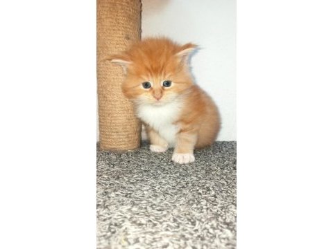 Dernek kayıtlı full şecereli aşıları tamam safkan maine coon