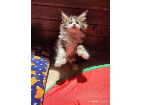 Tüm aşı ve belgeleri eksiksiz şecereli safkan maine coon