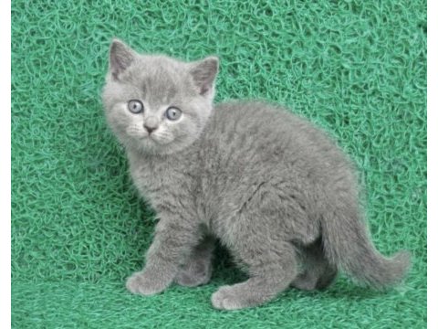 Erkek british shorthair