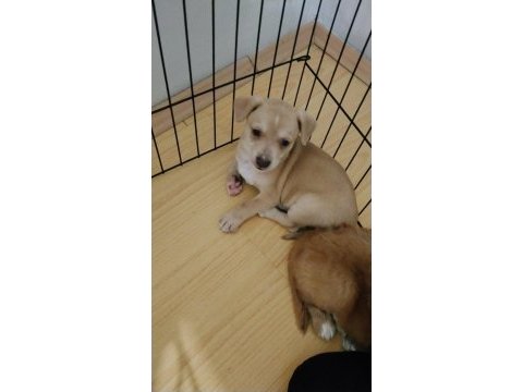 Chihuahua dişi kayseri 2,5 aylık