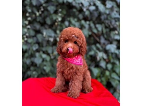 Safkan red brown toy poodle yavrular