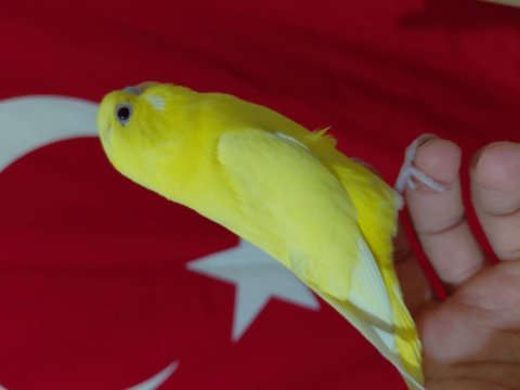 Ele alıştırmalık yavru muhabbet kuşu