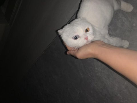 Giresun içi scottish fold 3 yaş dişi