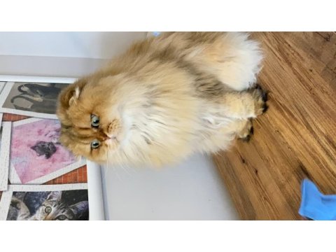 Veteriner hekimden scottish fold