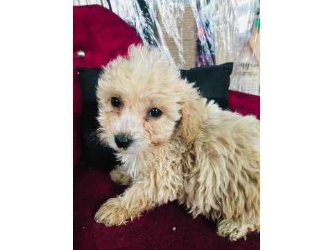 Maltipoo çocuklarıma yuva arıyorum