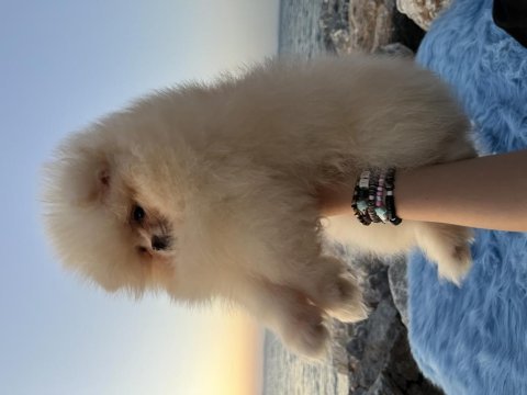 Pomeranian boo teddy face