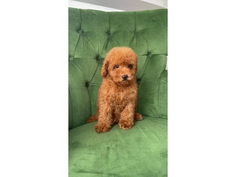 Evimizde büyüyen poodle yavrularımız
