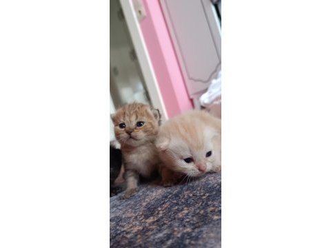 British shorthair tabby