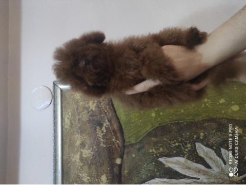 Kore poodle bebekleri
