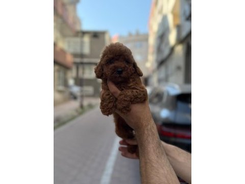 Sağlık ve ırk garantili toy poodle köpeği