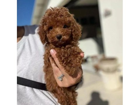 Toy poodle yavruları