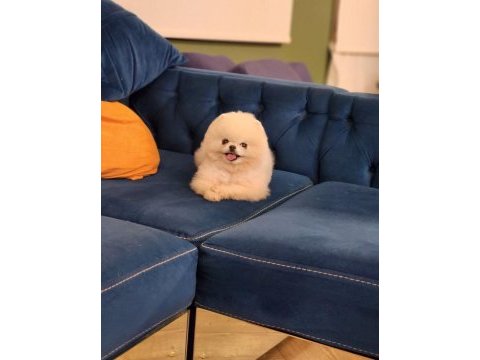Show kalite beyaz pomeranian boo ayı surat 1 yaş