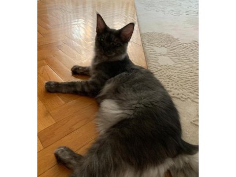 Eş arama ilanı maine coon