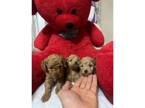 Teacup toy poodle