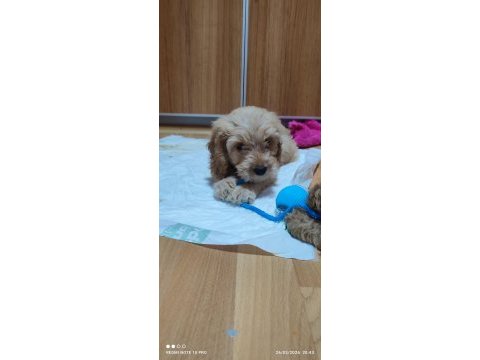 Eğitimli toy poodle