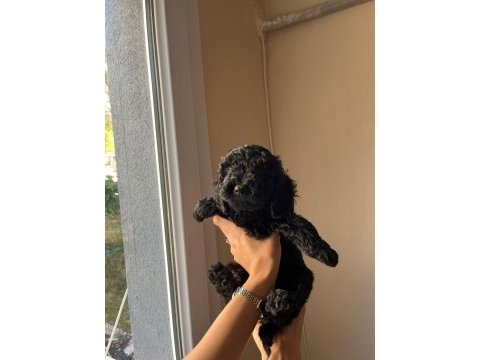 Toy poodle yavrularımız