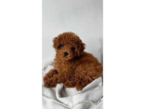 Sevimli toy poodle 