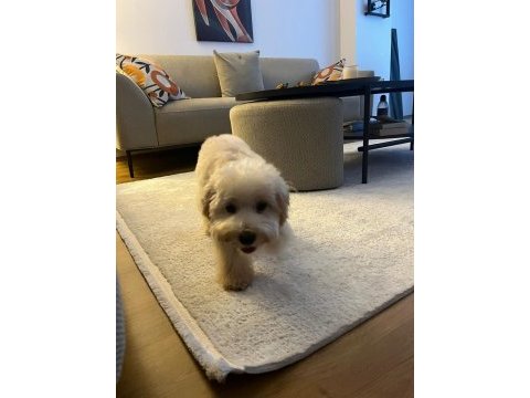 Maltipoo yavrumuza yeni yuva