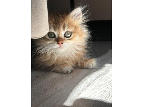 Golden scottish straight