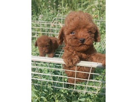 Kore poodle erkek yavru