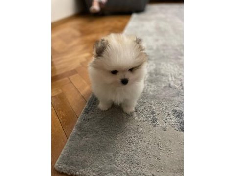 3 aylık erkek yavru pomeranian boo