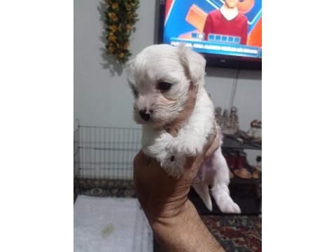 Maltese yavrular