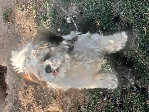 ​shih tzu eğitimli