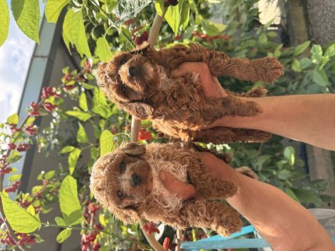 Maltipoo üst kalite yavrular