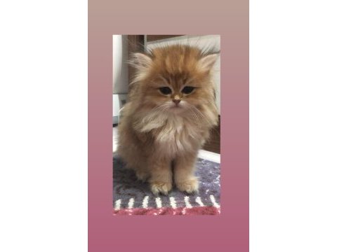 Safkan british longhair shorthair yavrular