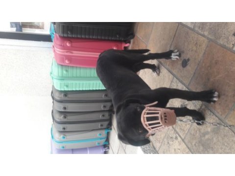 Cane corso cins köpeğimiz