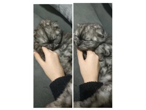 Scottish fold kısır dişi kedimiz