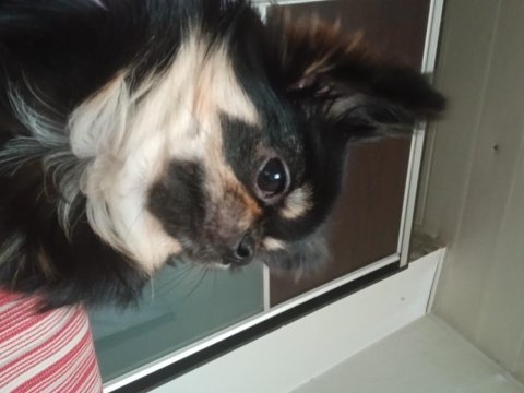 Siyah chihuahua