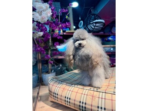 Silver şecereli show kalite 1 yaş 1700 gram kore poodle