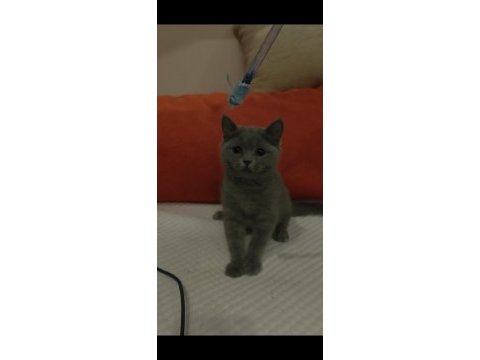 Dişi british shorthair yavrumuz yenı yuvasını beklıyor