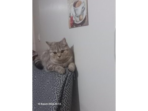 Tarçın 14 aylık kedimiz
