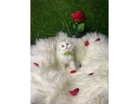 Show kalite safkan british longhair yavrularım