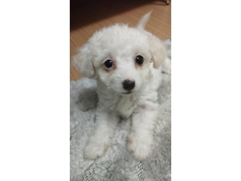 0 numara maltese terrier 2 aylık
