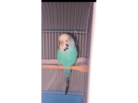 Damızlık muhabbet kuşu jumbo