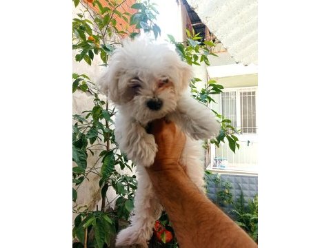Mükemmel bir maltese yavru