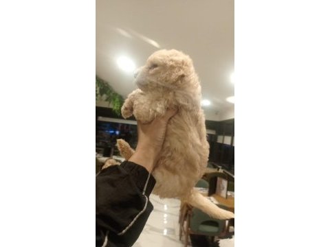 54 günlük dişi poodle