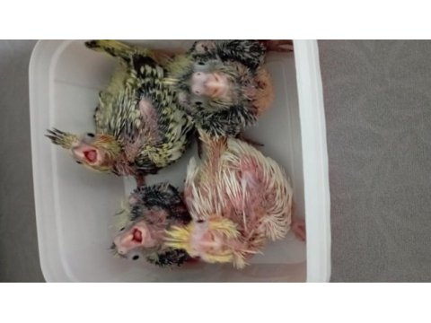 4 adet bebiş sultan papağanları