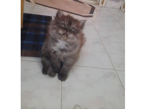 Dişi british longhair uygun