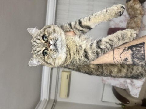 Bu eşsiz güzellik british shorthair kız yuvasını arıyor