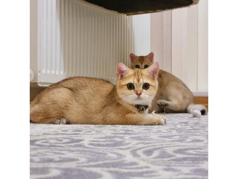 British shorthair ny11 dişi ve erkek yavrular